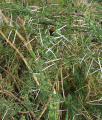 Vachellia tortilis