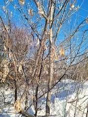 Elaeagnus angustifolia