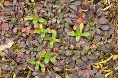Arabidopsis thaliana