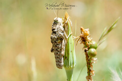 Pamphagus milevitanus