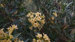 Cestrum parqui
