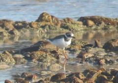 Charadrius hiaticula tundrae