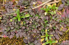 Arabidopsis thaliana