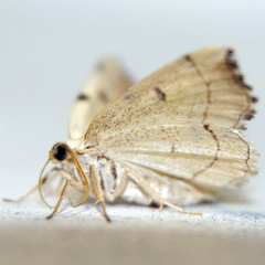 Eilicrinia trinotata