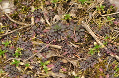 Arabidopsis thaliana