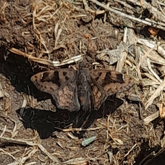 Nisoniades macarius