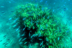 Chromis viridis