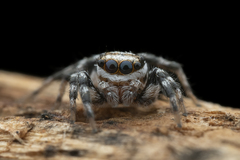 Orientattus aurantius