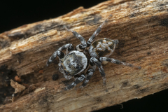 Orientattus aurantius