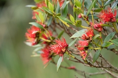 Metrosideros umbellata