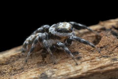 Orientattus aurantius