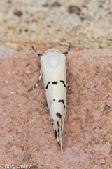 Grotella binda