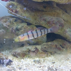 Pterogobius elapoides