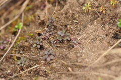 Arabidopsis thaliana