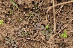 Arabidopsis thaliana