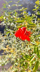 Punica