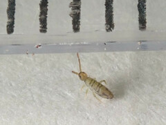 Entomobrya nivalis