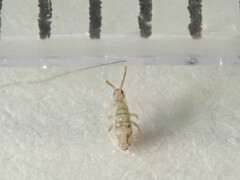 Entomobrya nivalis
