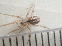 Stemonyphantes lineatus