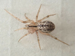 Stemonyphantes lineatus