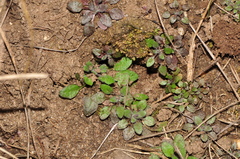 Arabidopsis thaliana