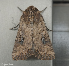 Mythimna languida