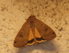 Noctua pronuba