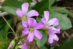 Oxalis debilis
