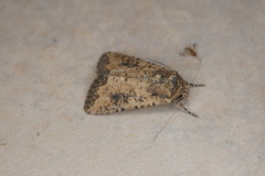Mythimna languida