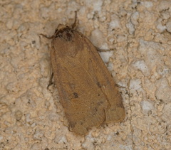 Noctua pronuba
