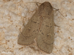 Mythimna ferrago
