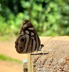 Dynamine postverta postverta