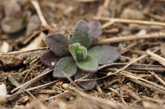 Arabis recta