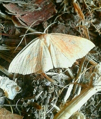 Cyclophora