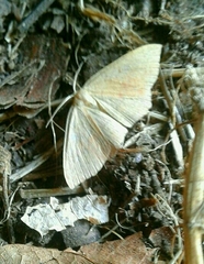 Cyclophora