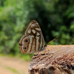 Dynamine postverta postverta