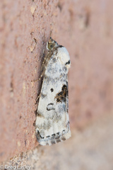 Ponometia tripartita