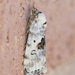 Ponometia tripartita - Photo (c) Greg Lasley,  זכויות יוצרים חלקיות (CC BY-NC), uploaded by Greg Lasley
