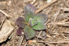 Arabis recta