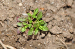 Arenaria serpyllifolia