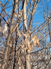 Elaeagnus angustifolia