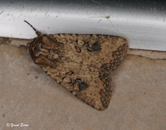Mythimna languida