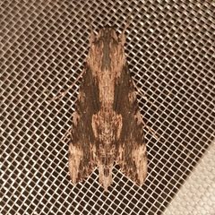 Erinnyis oenotrus