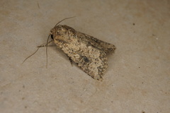 Mythimna languida