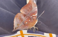 Doleschallia bisaltide bisaltide