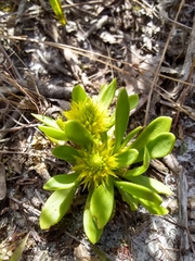 Polygala nana