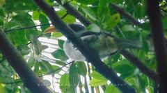 Ocyceros gingalensis