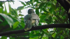 Ocyceros gingalensis