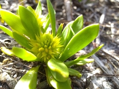 Polygala nana