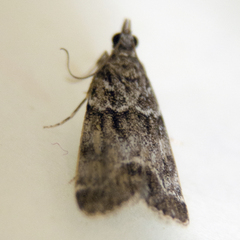 Eudonia mercurella